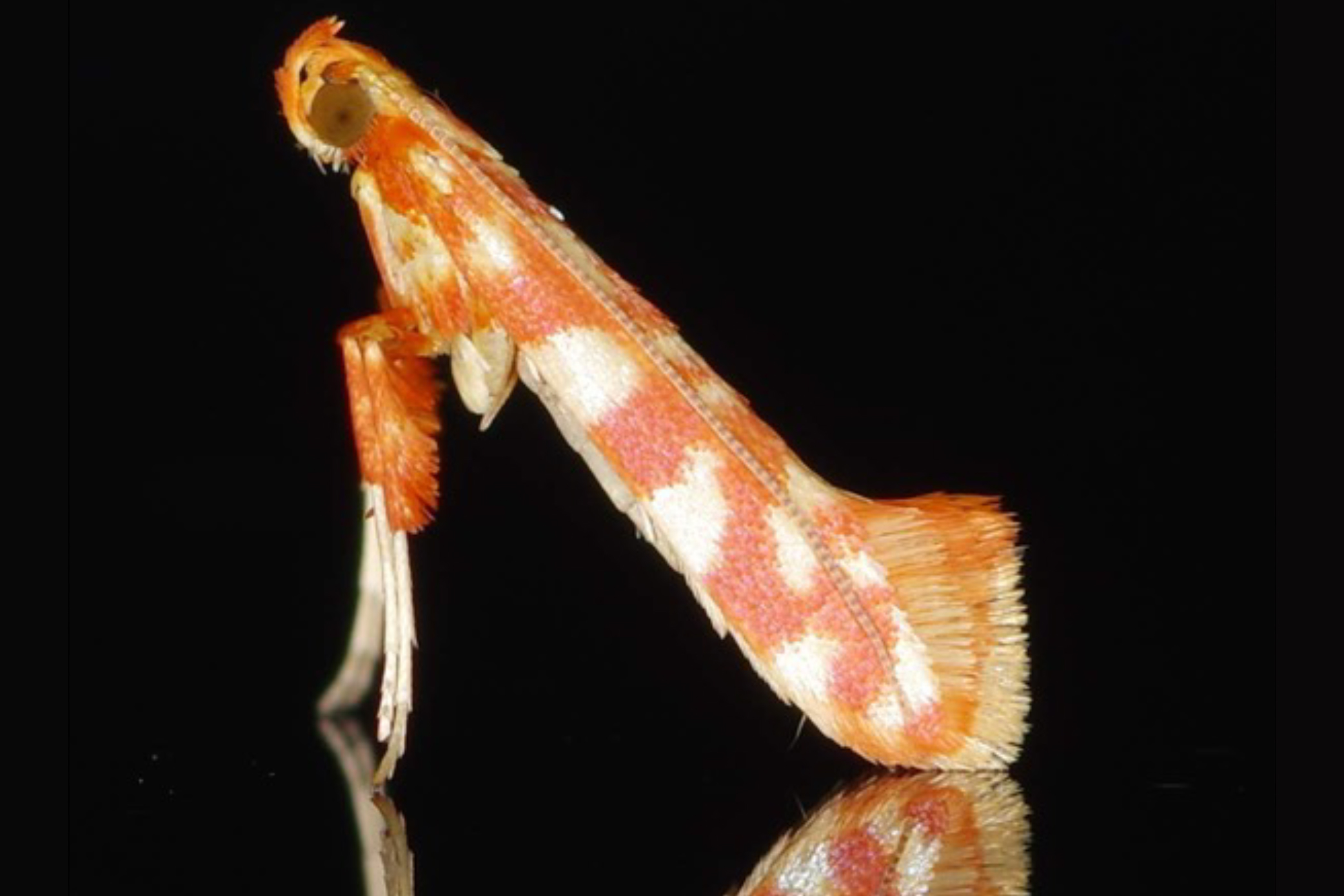 Caloptilia
