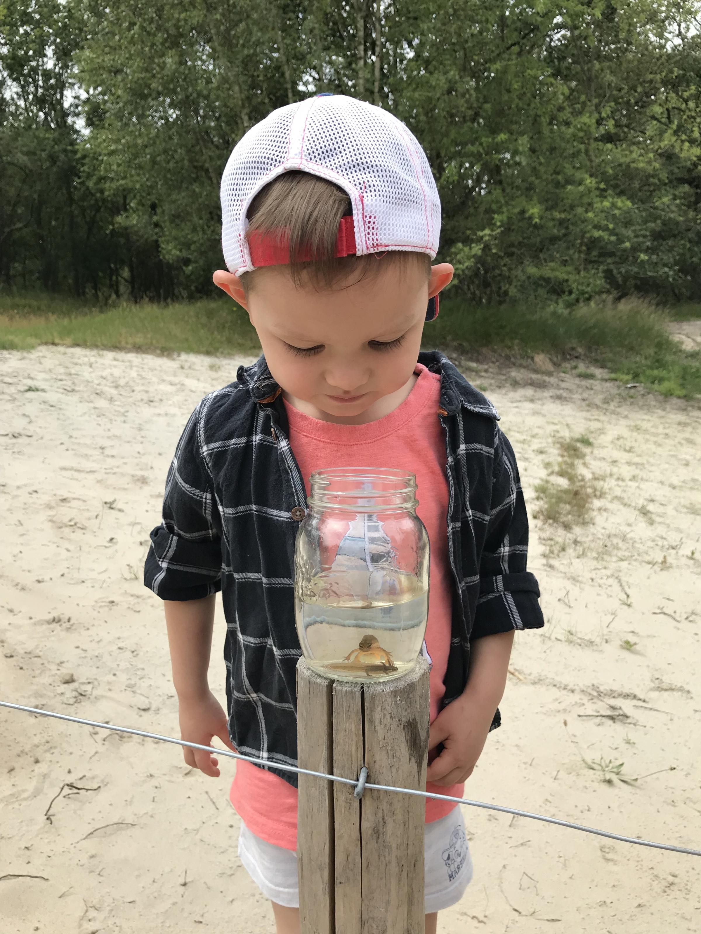 Kind jampot salamander