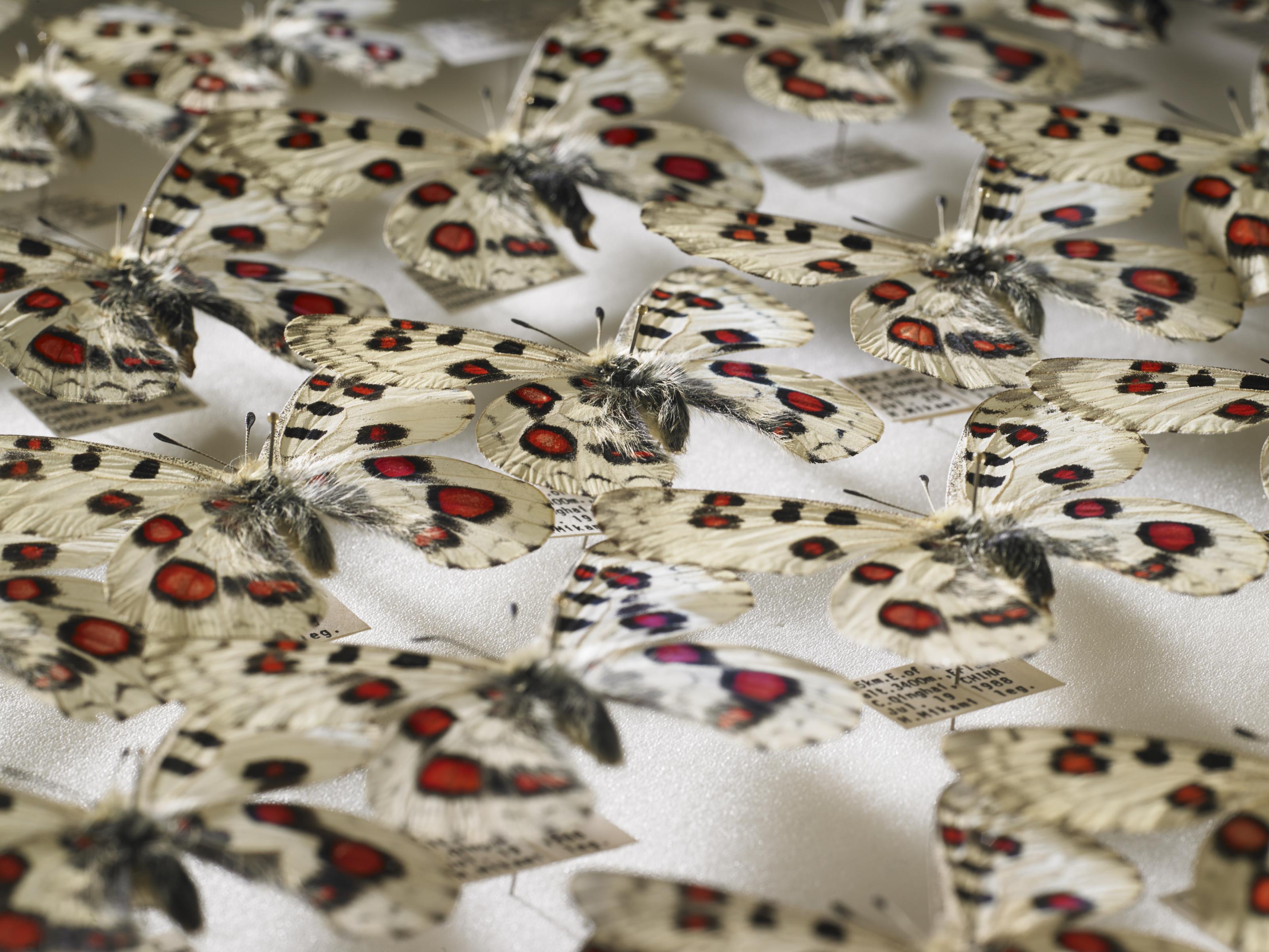 Apollovlinder - Parnassius nomion gabrieli.