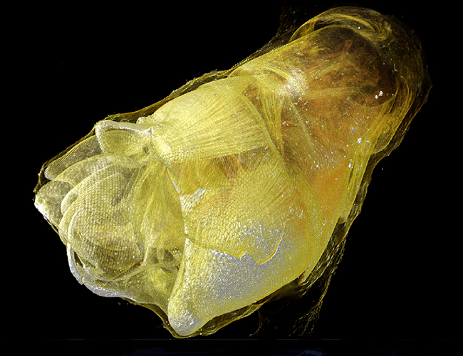 Coiled genitals of a mosquito