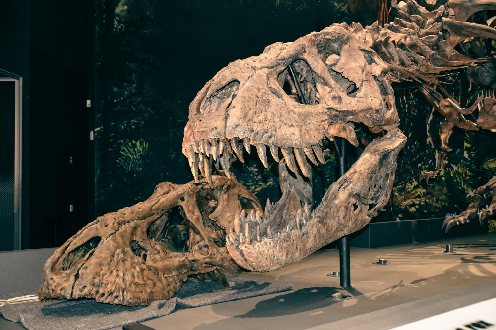 Een deel van de 3D-print van Trix naast het echte skelet van de Tyrannosaurus rex van Naturalis. Foto: Naturalis