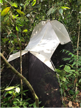 De malaisetrap in een dichtbebost gebied