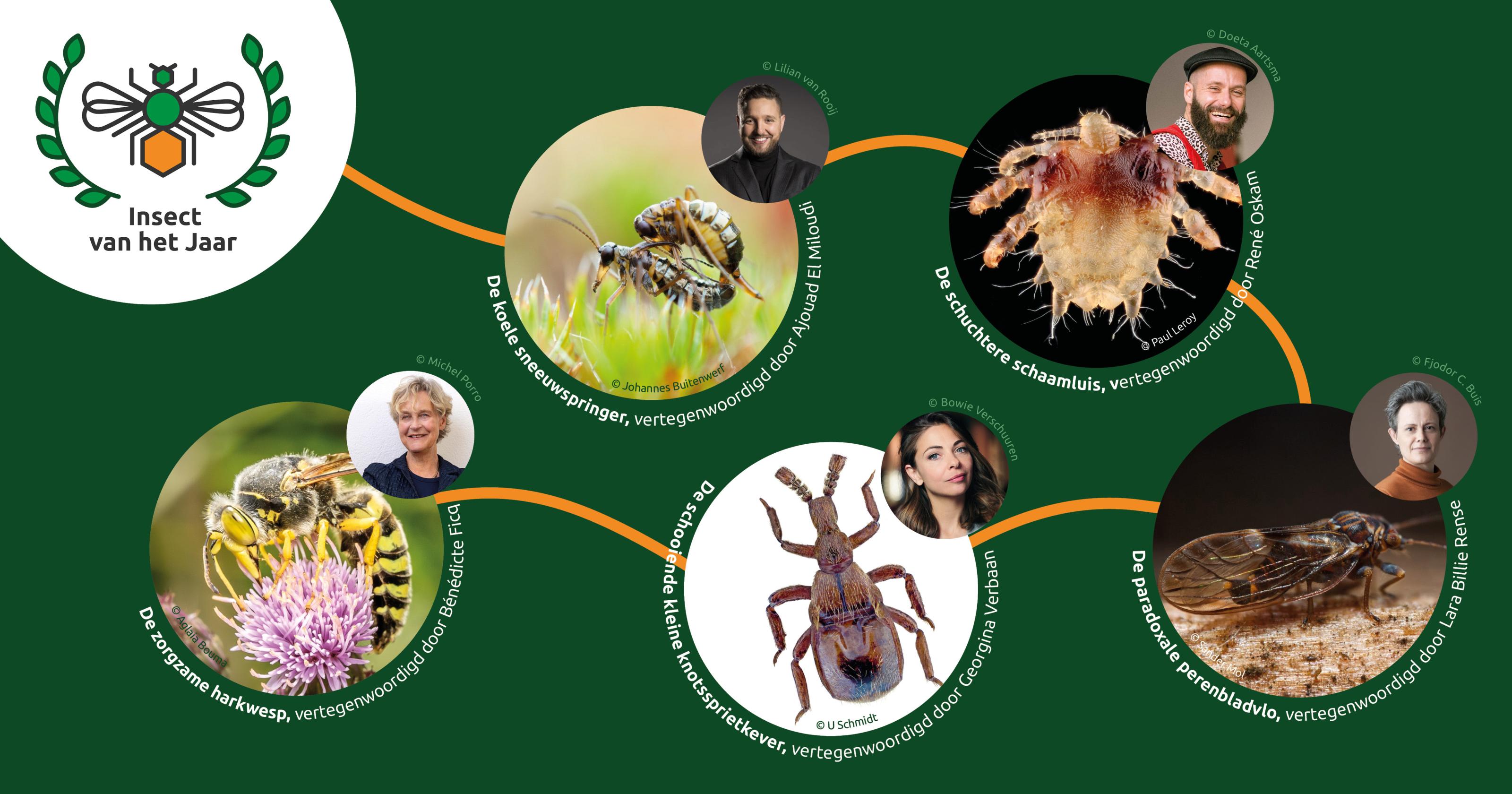 De vijf genomineerde insecten.