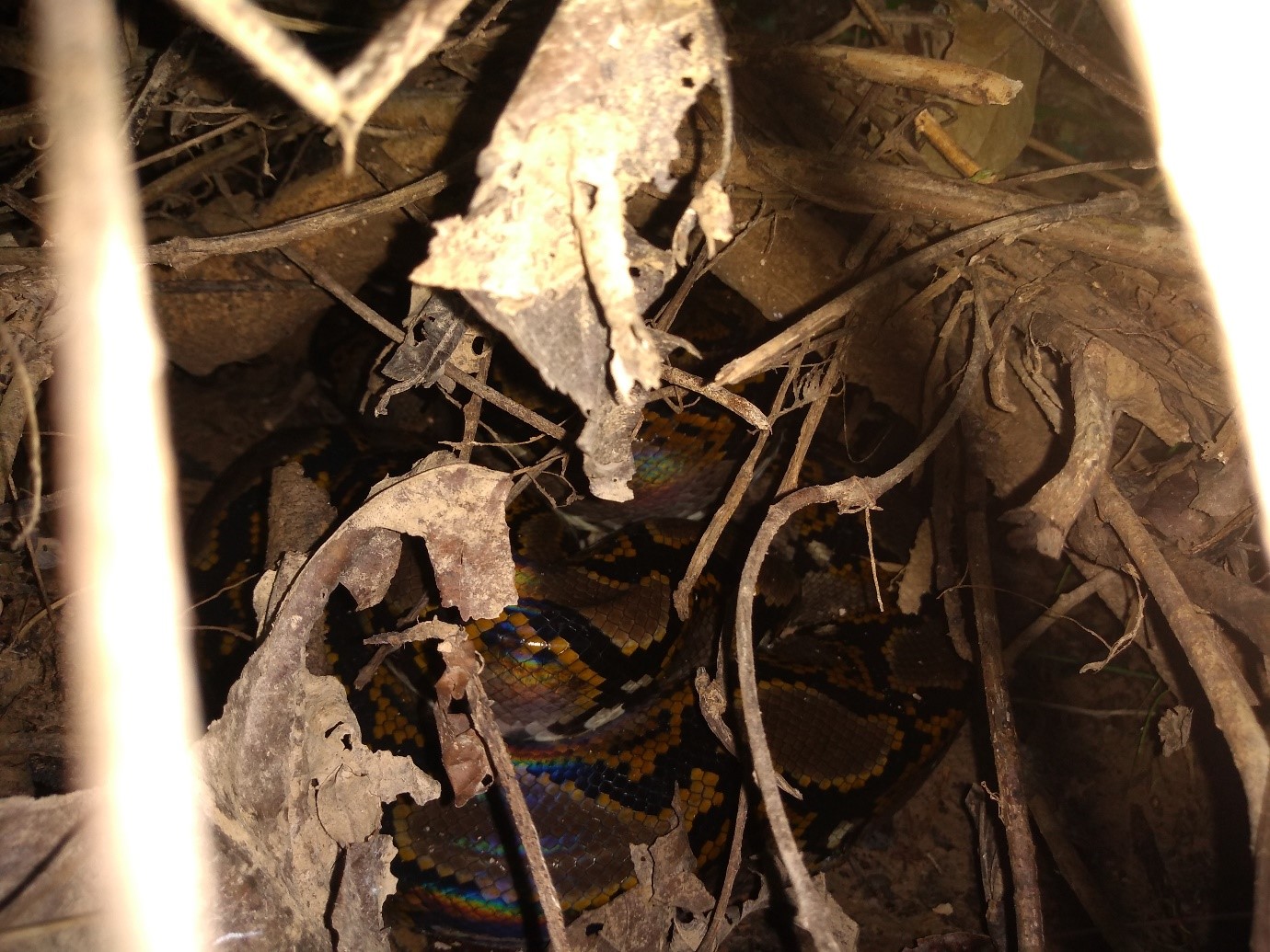 Doezelende net-python in de lage struiken. Foto: Jun Lerou