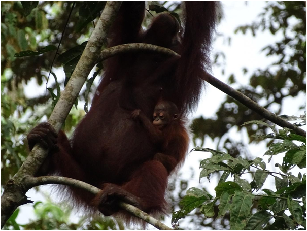 Een orang-oetang met haar jong, zij hebben net als vele andere dieren het kleine stukje bos rondom het veldstation tot hun thuis gemaakt. Foto: Jordy van der Beek.