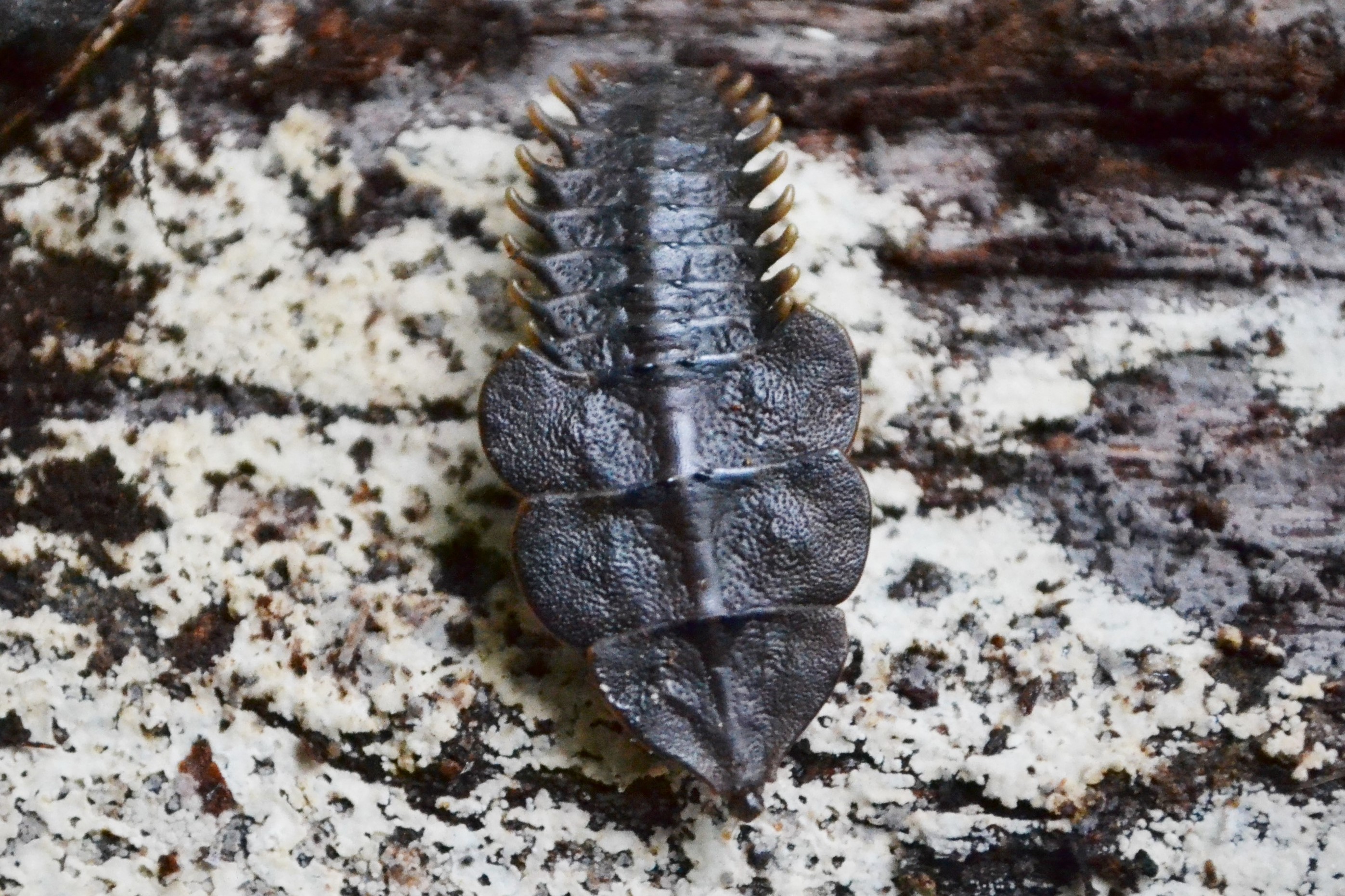 Een vrouwelijke trilobietkever. Foto: Maarten Lubbers