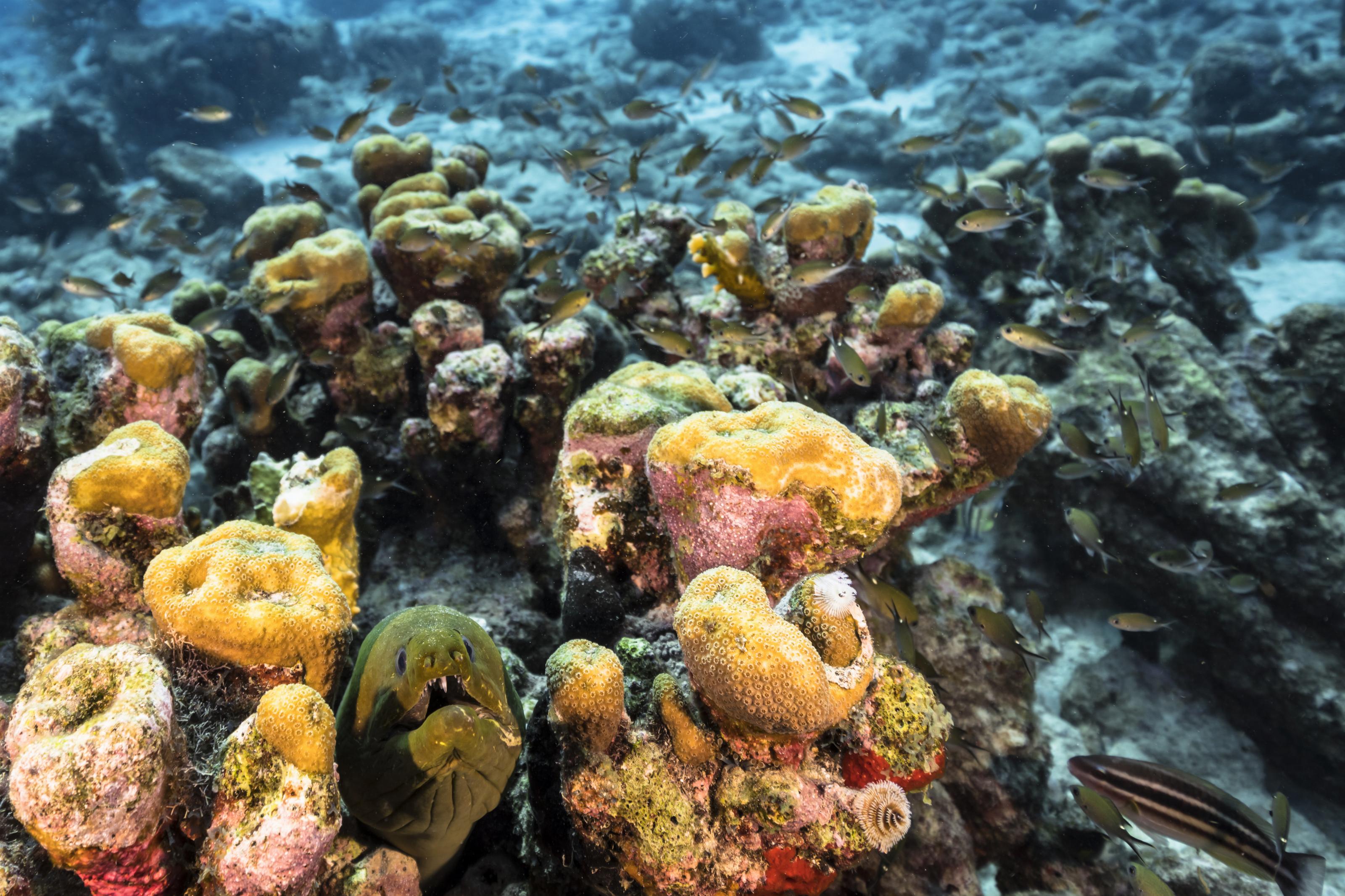 Seascape with Green Moray Eel in turquoise water of coral reef in Caribbean Sea around Curacao