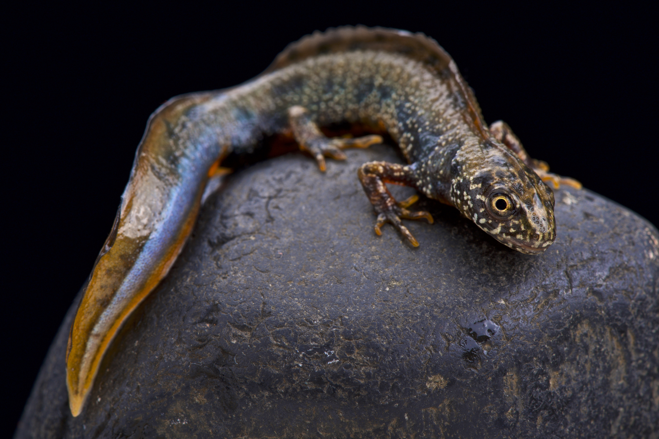Donaukamsalamander