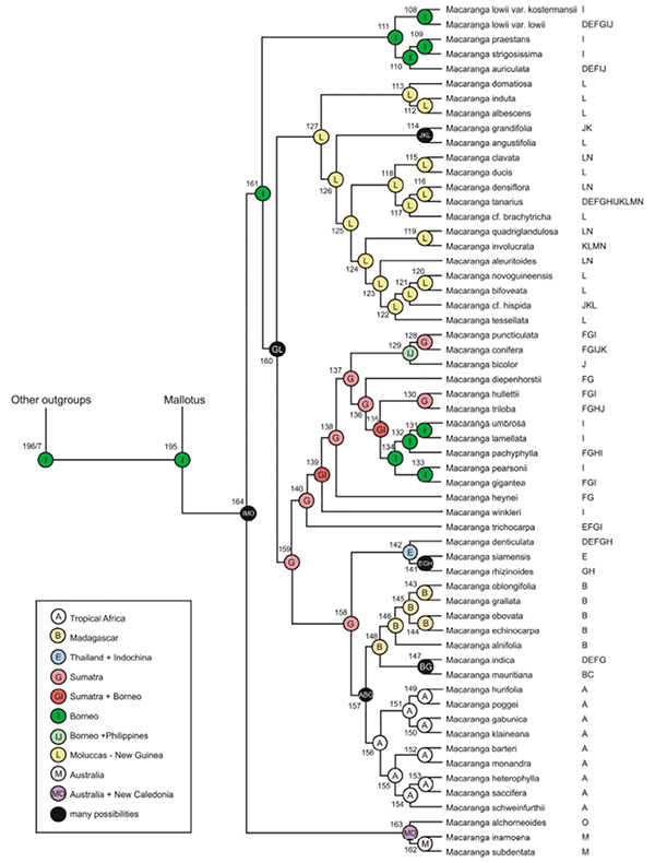 Historical Biogeography Macaranga