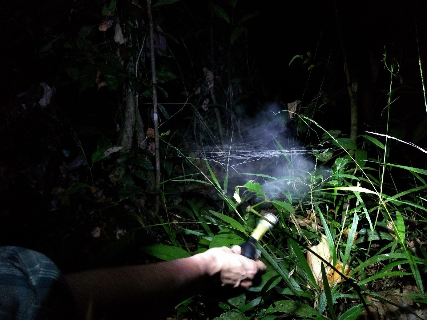 Jeremy Miller toont met zetmaal aan waar de spinnenwebben zitten. Foto Jun Lerou