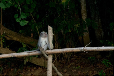 Langstaartmakaak (Foto: Sofie Hovius)