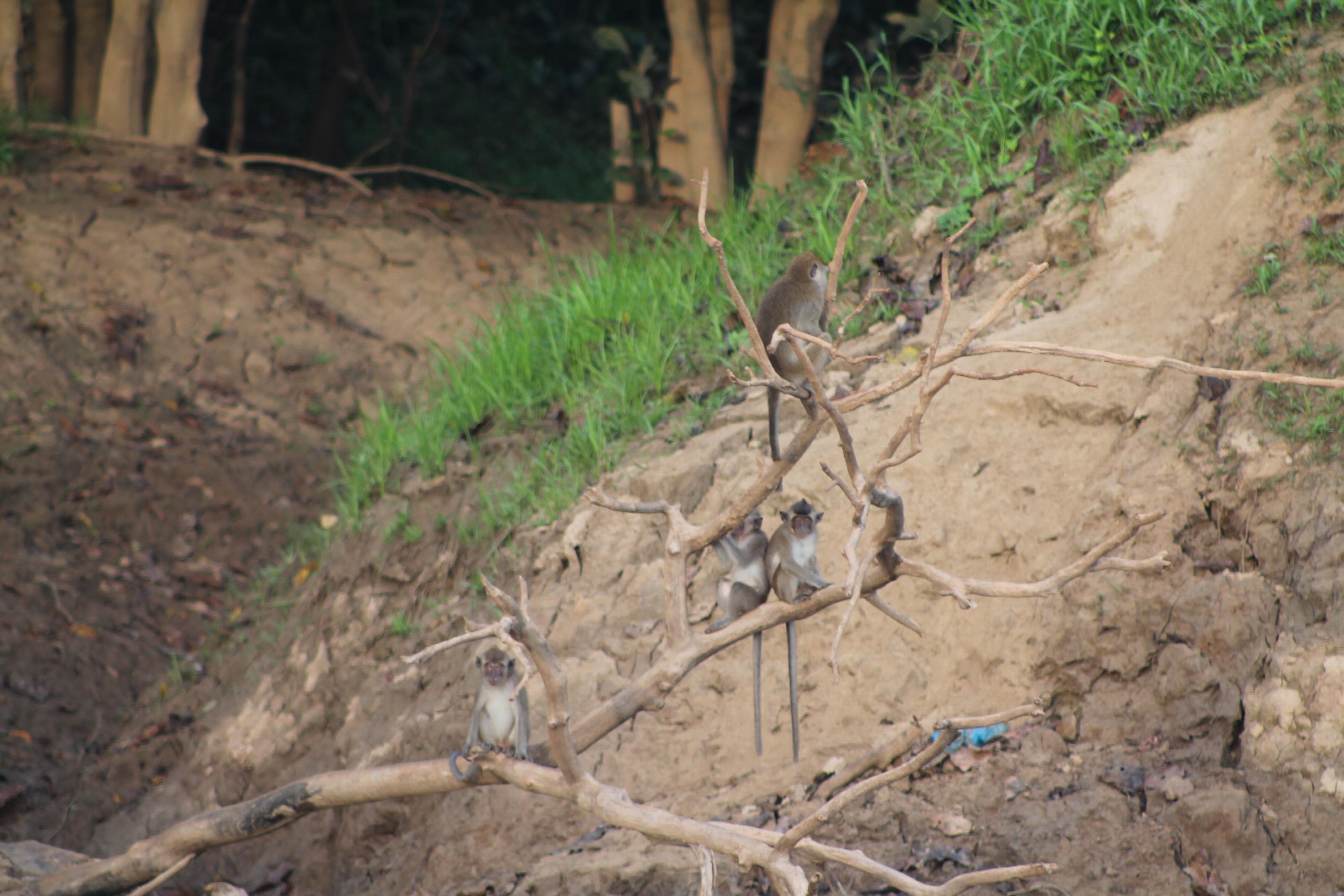 Makaken in een overhangende tak boven de rivier (Foto: Manuela de Zeeuw)