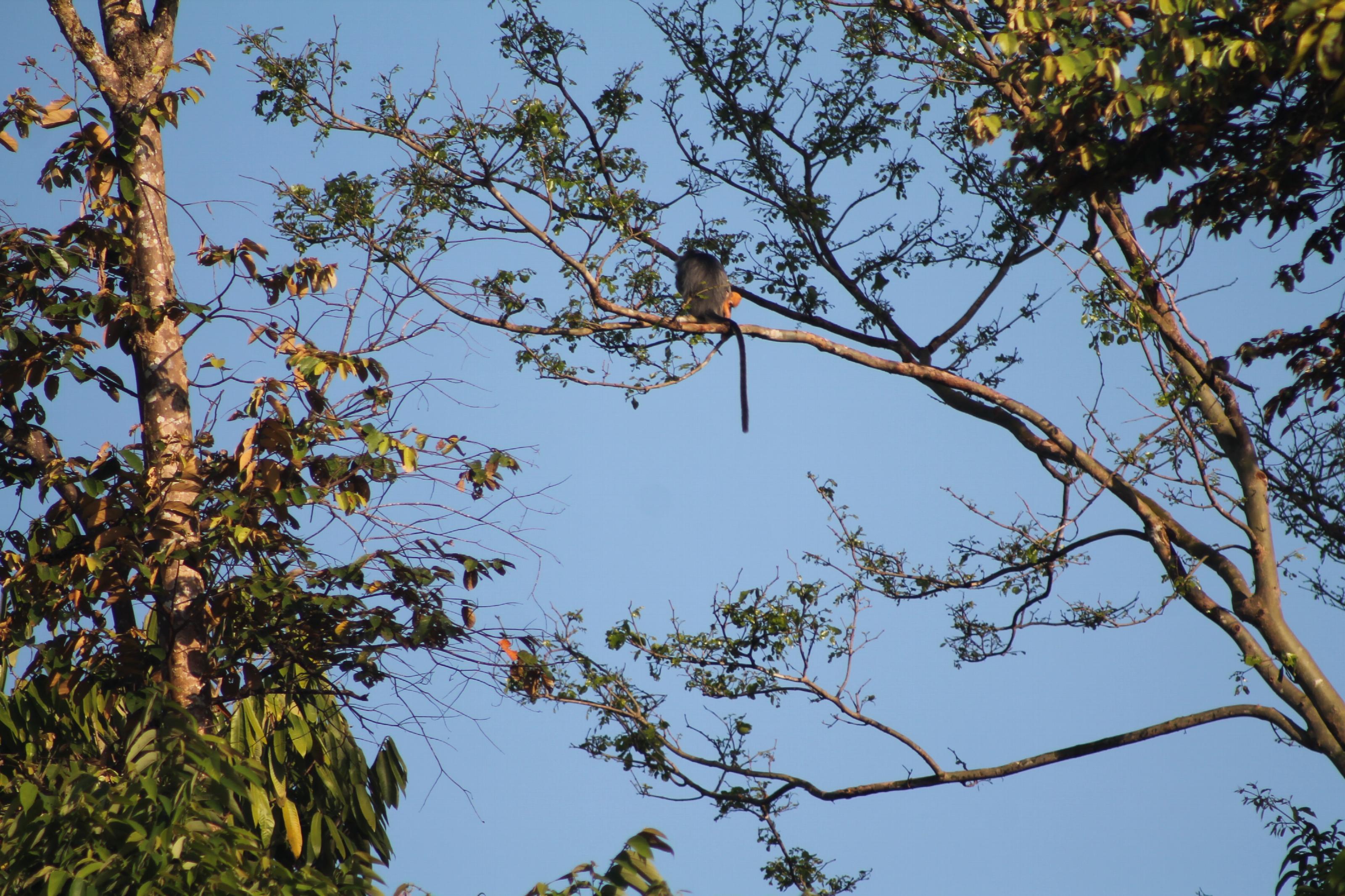 Mutslangoer, grijze moeder met oranje baby (Foto: Manuela de Zeeuw)