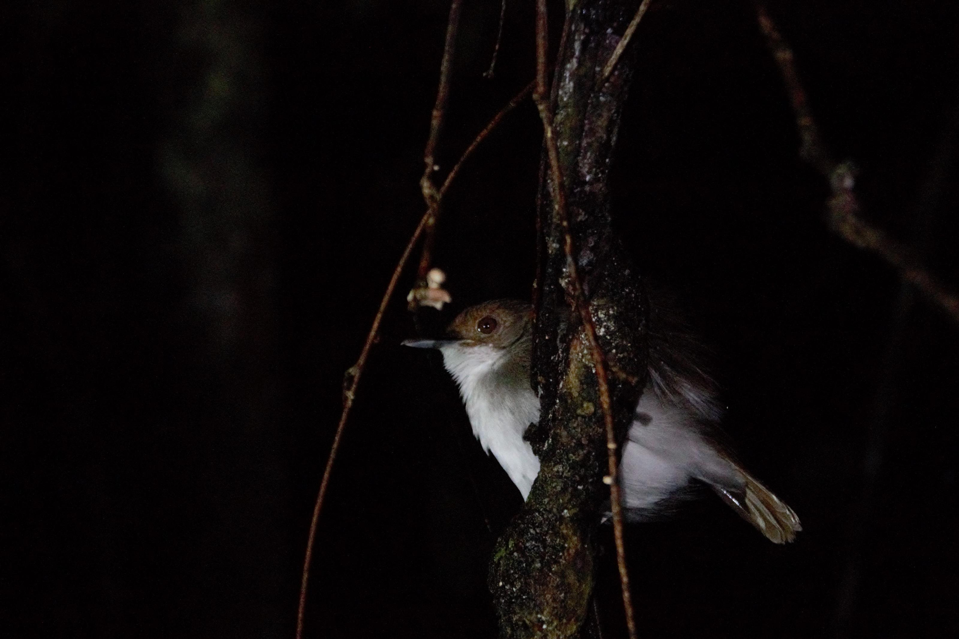 Niet alle dieren zijn actief in de nacht, zoals deze slapende vogel.