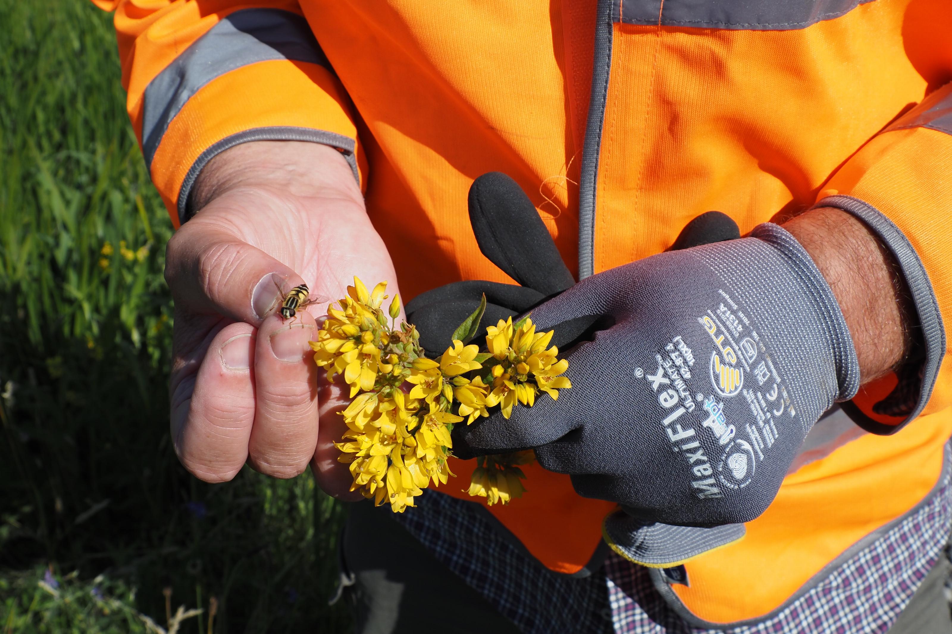 Onderzoekers van Naturalis brengen biodiversiteit in kaart op een zonnepark in Heerenveen