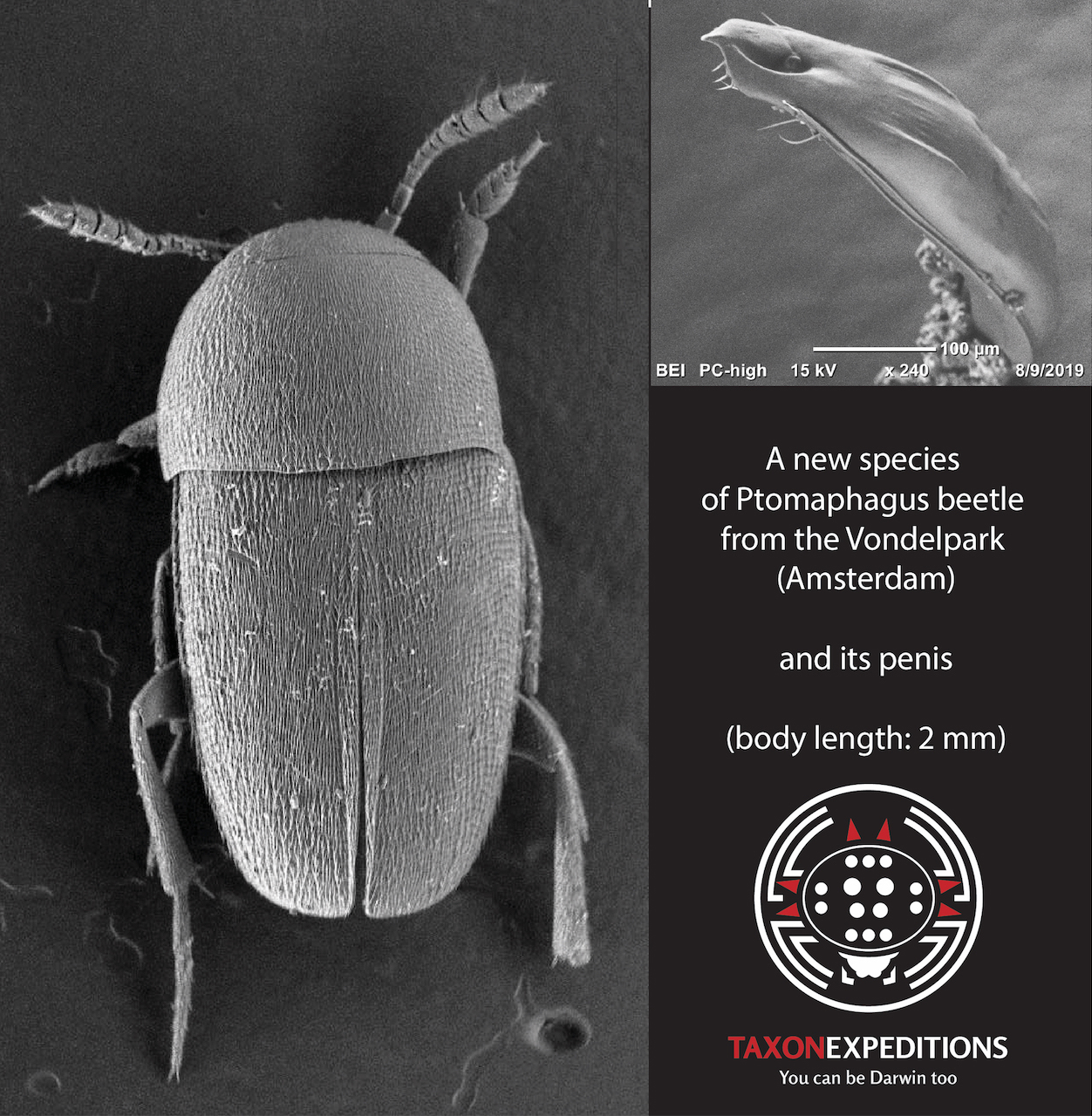 De nieuwe kever, Ptomaphagus thebeatles (foto's: Roel van Elsas, Vrije Universiteit)