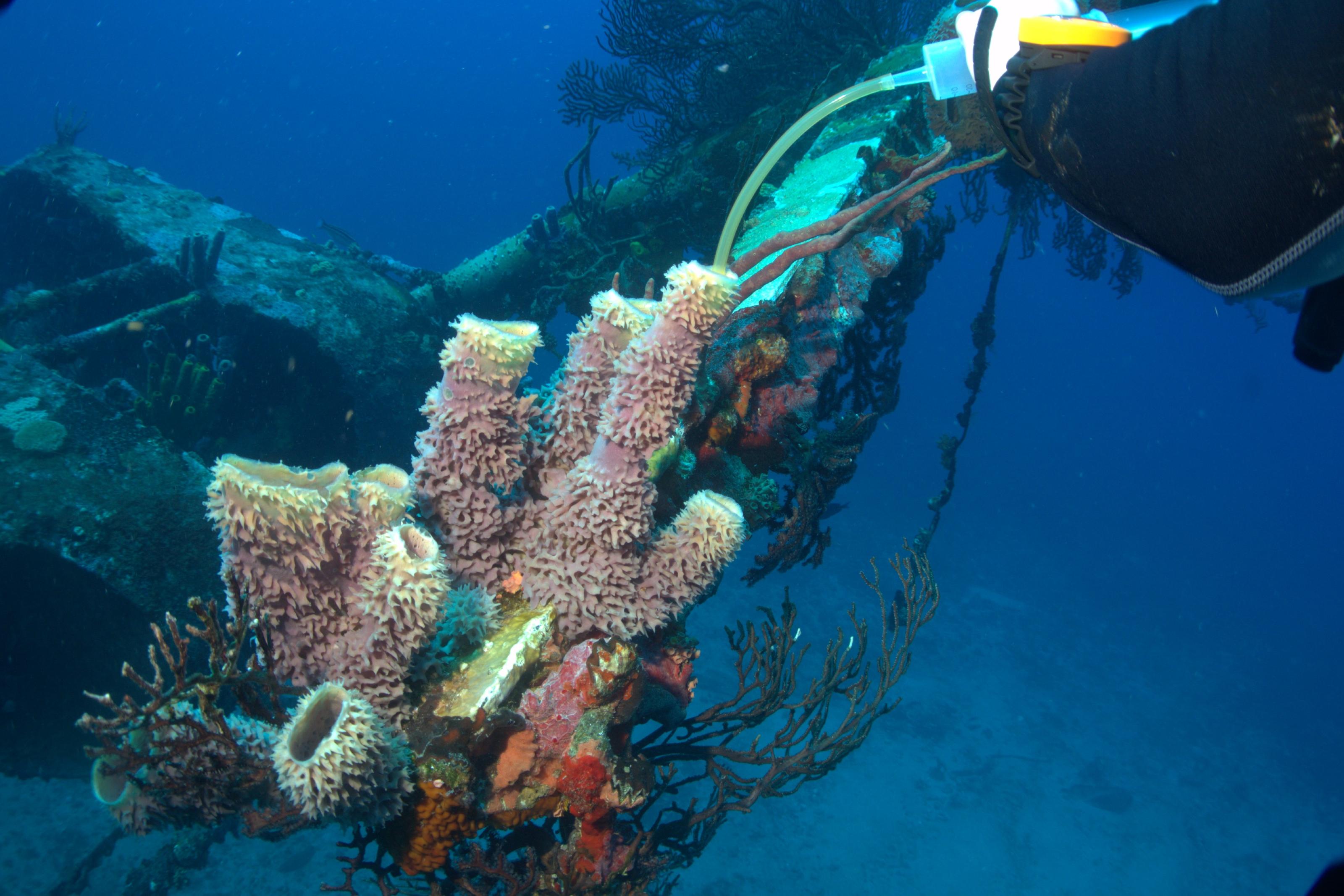 Samping from a sponge