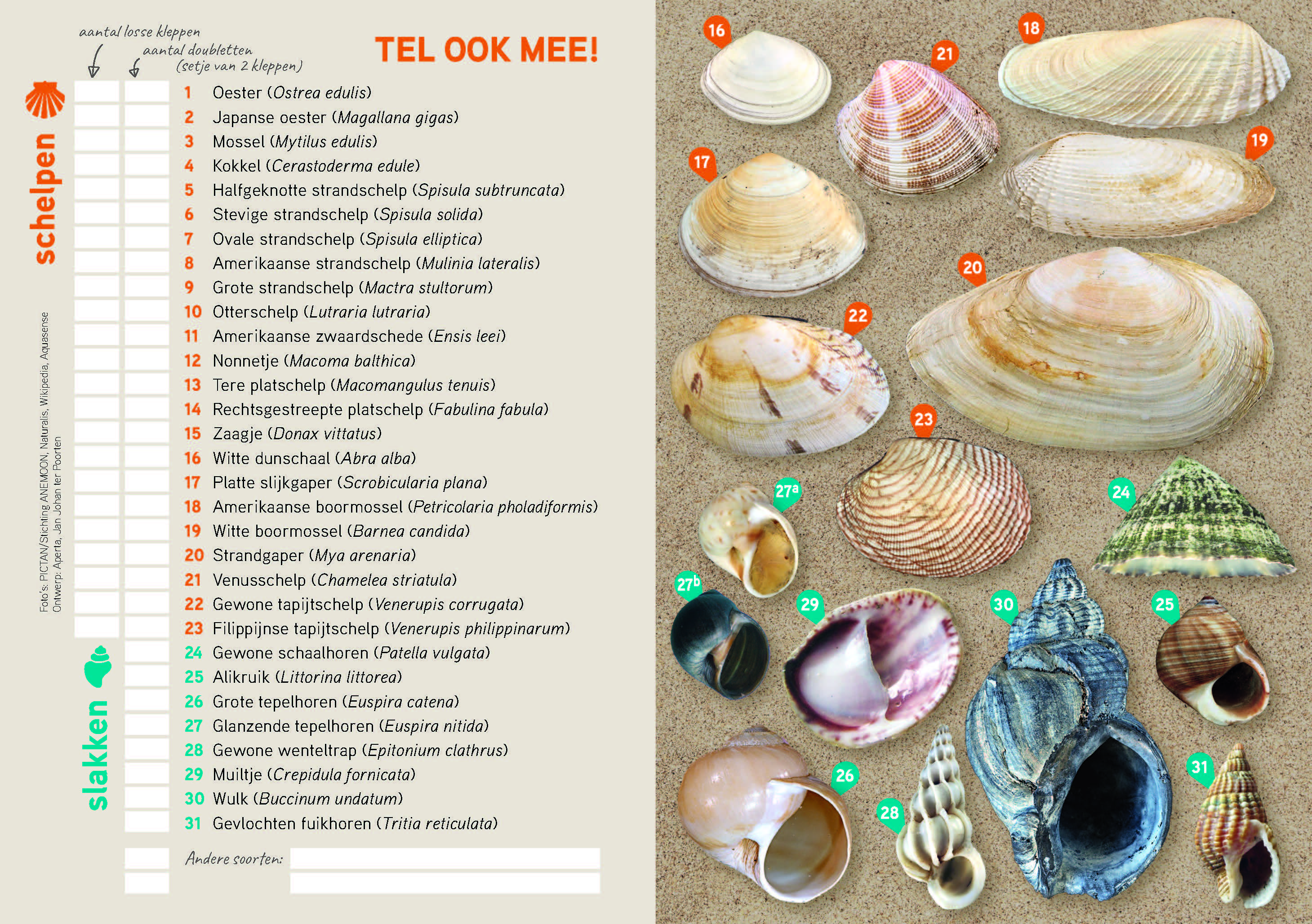 Voorbeeld schelpentelformulier