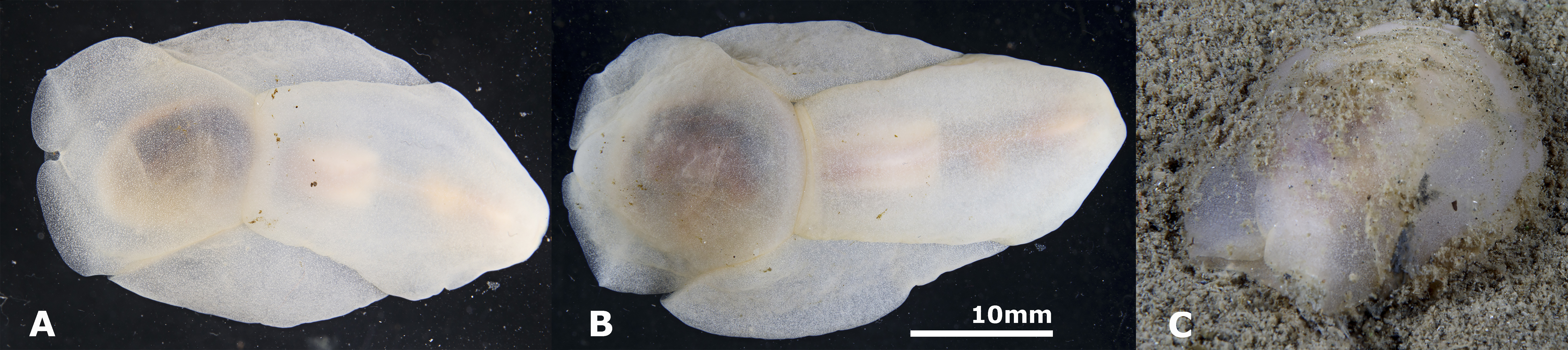 Het schepje, foto Peter H. Bragt