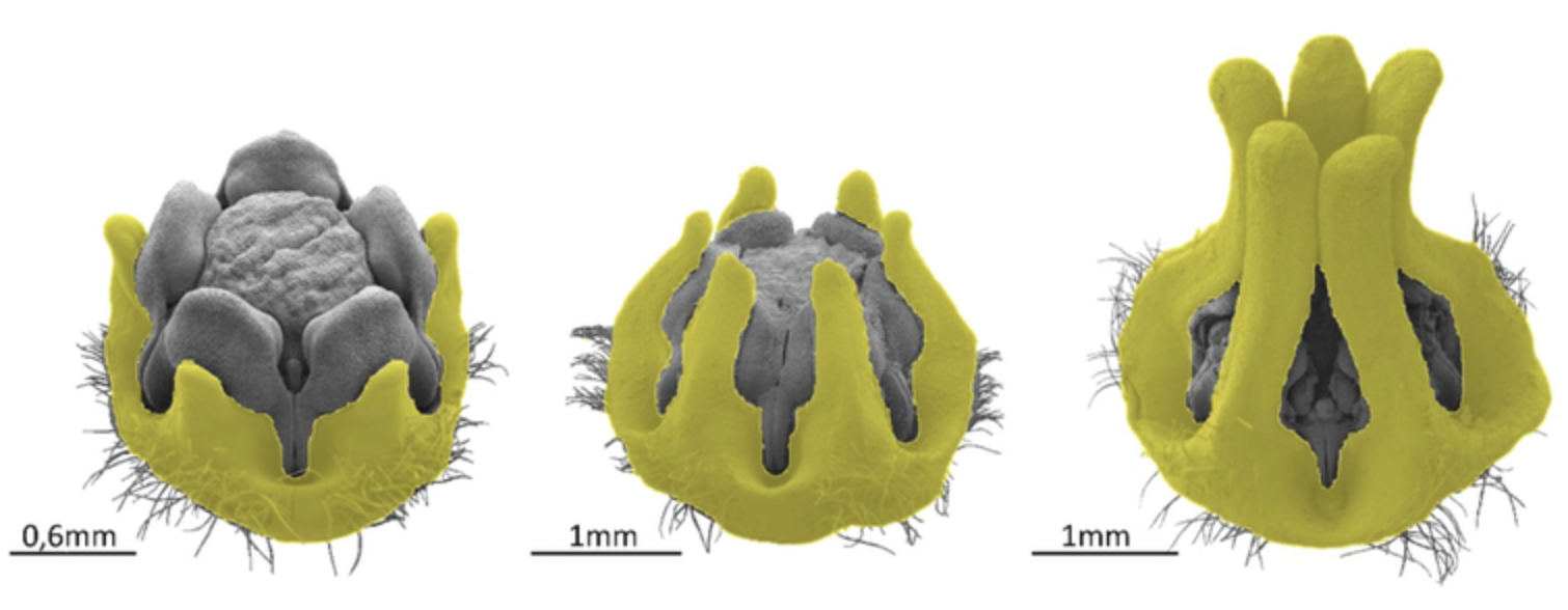 SEM foto's van de corona