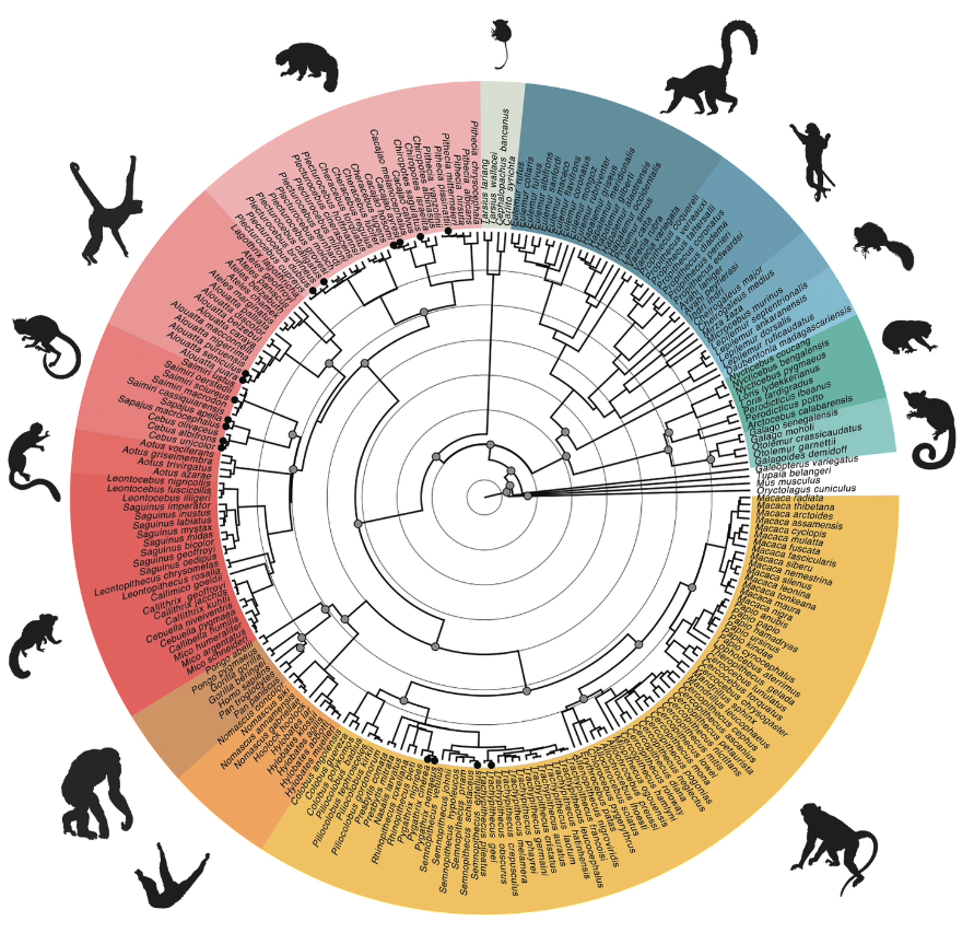 een stamboom van primaten