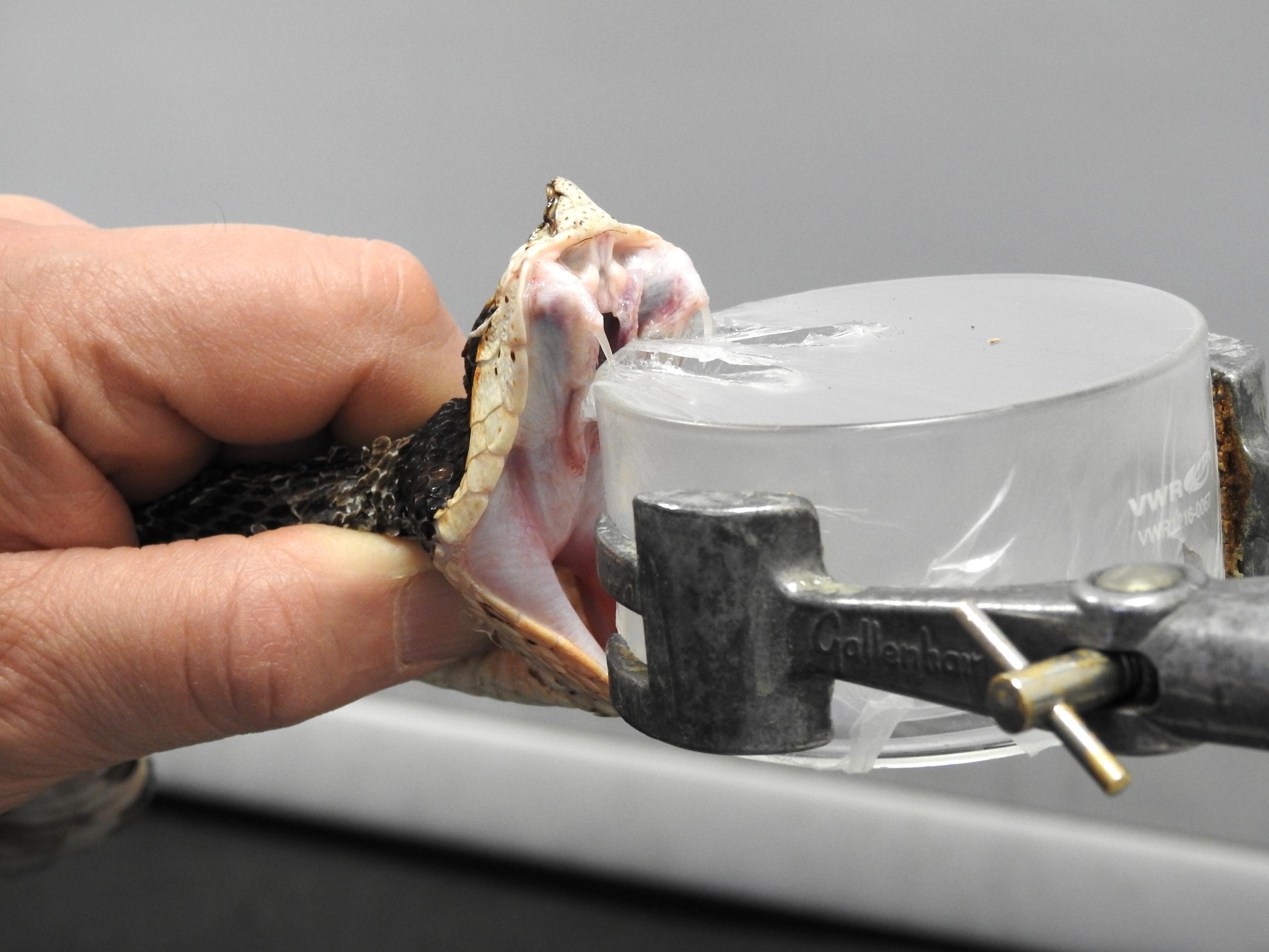 Het 'melken' van slangen in de procedure voor het verkrijgen van antigif. SnakeLiverpool, credit: Liverpool School of Tropical Medicine.SnakeLiverpool. credit: Liverpool School of Tropical Medicine.