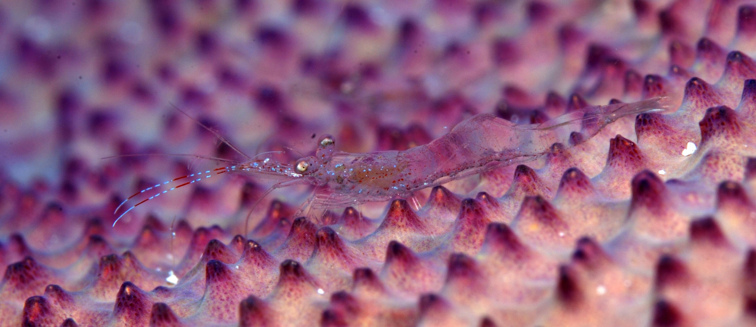 Periclimenes vanellus