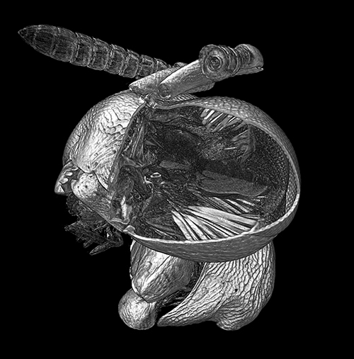 Detailed inner structure of a wasp head