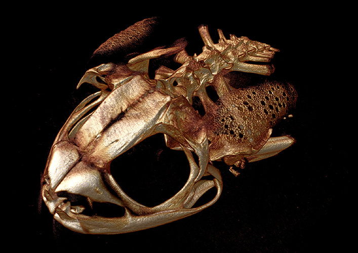 Skeleton head of a toad