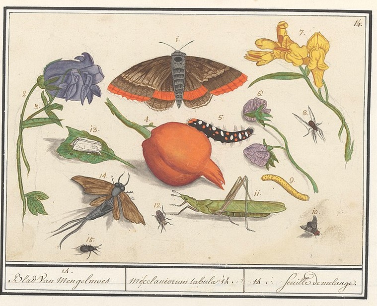 div soorten op schilderij De Boodt