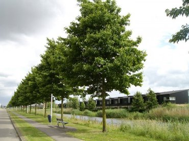 Inteelt-elzen veroorzaken hooikoorts in de winter