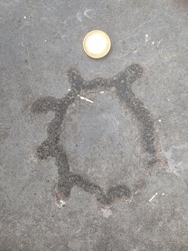 doorsnede van een fossiele bekerspons in steen