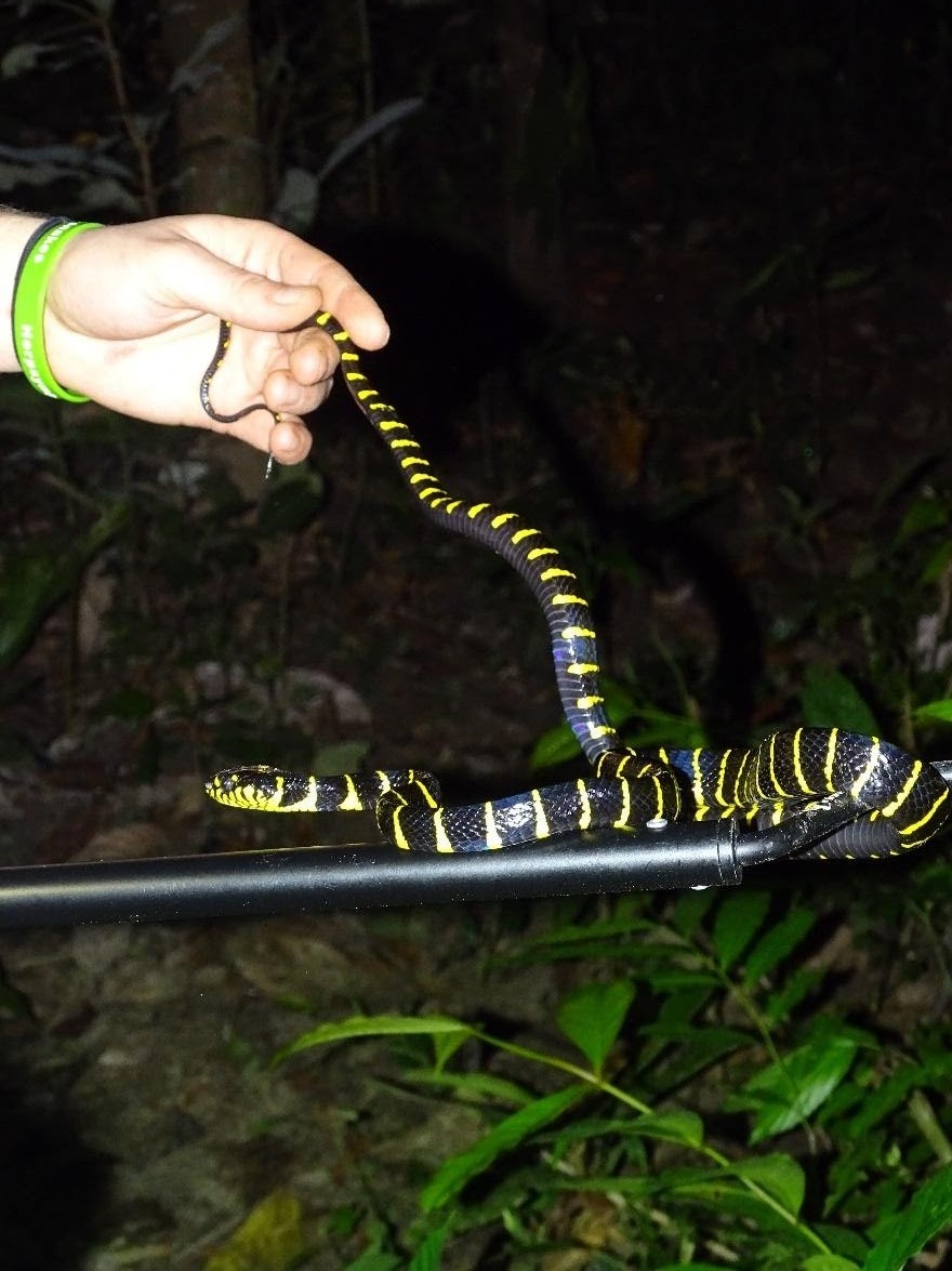 een mangroveslang vlakbij de rivier (Foto: Jordy van der Beek). 