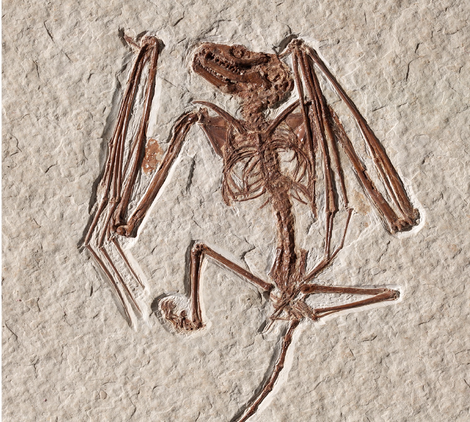 Een close-up van een ander fossiel van Icaronycteris gunnelli (credits: Royal Ontario Museum, Toronto)