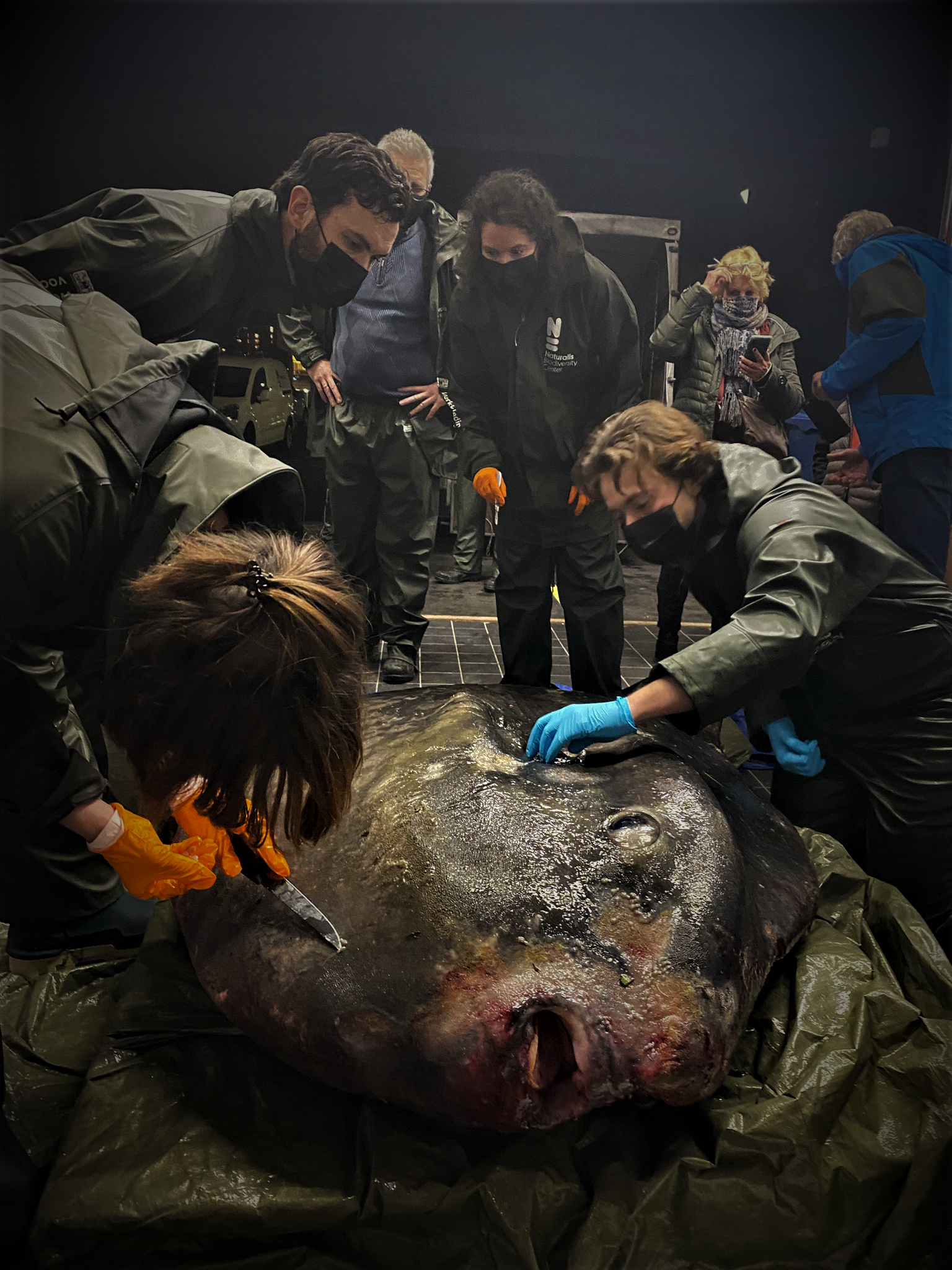 onderzoekers aan het werk met de maanvis
