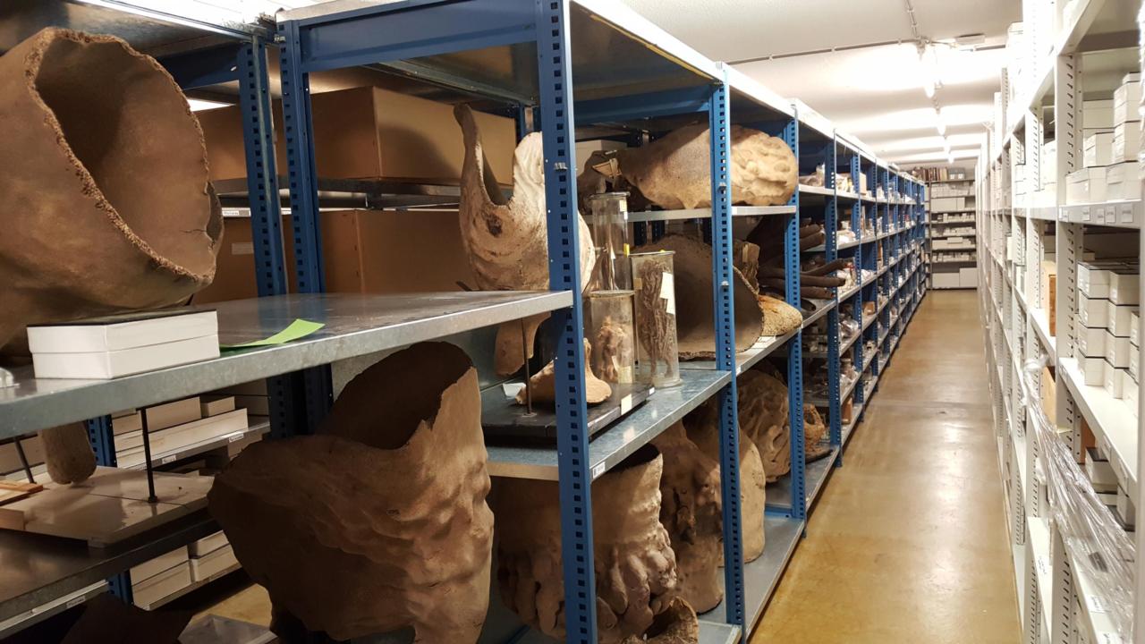 Naturalis dry sponge collection