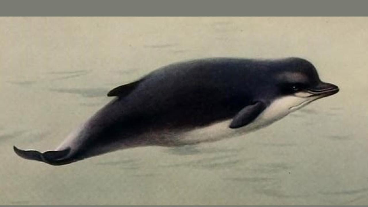 Northern bottlenose whale