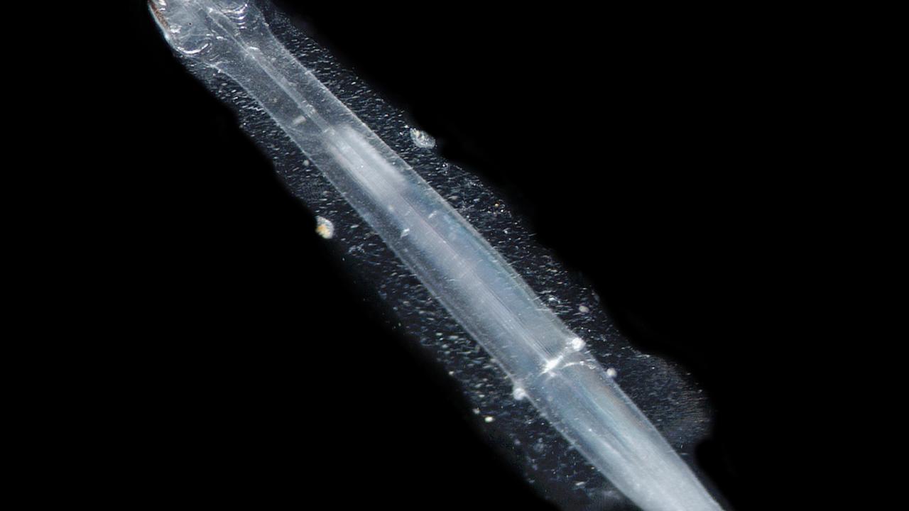 chaetognaat eet chaetognaat