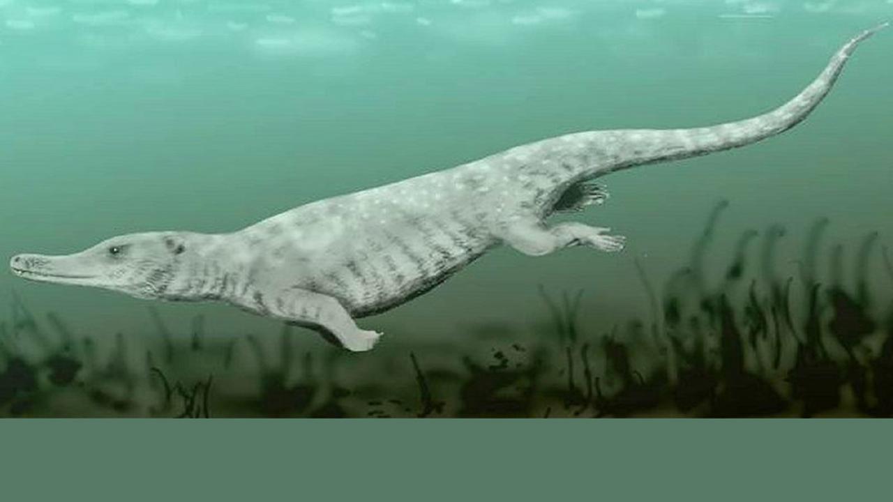 een primitieve walvisachtige