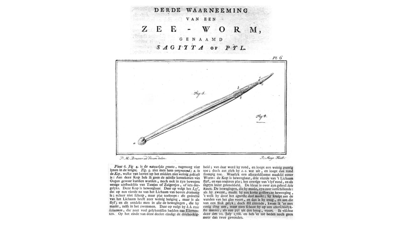 Zeeworm