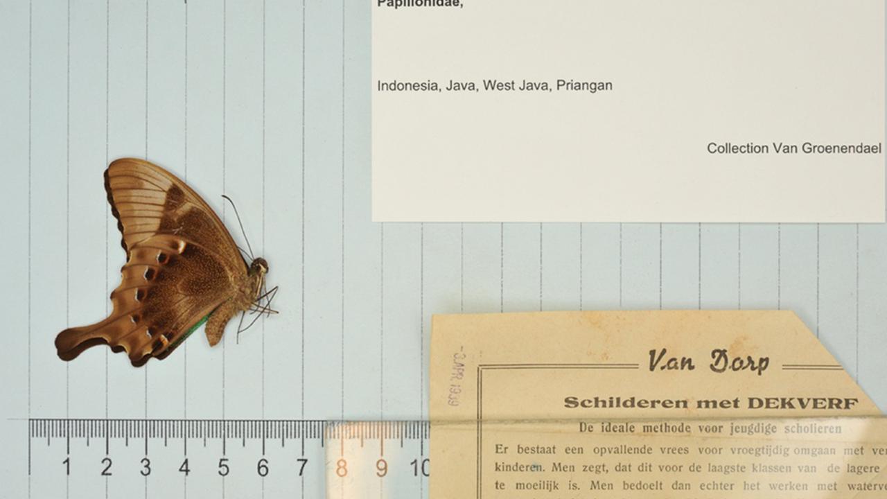 vlinder meten