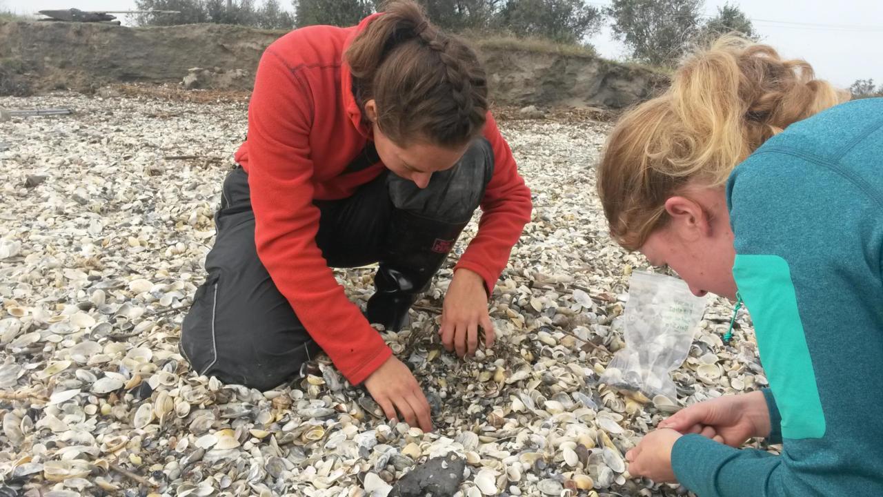 Looking for Pontocaspian shells on the Black Sea beach in Romania
