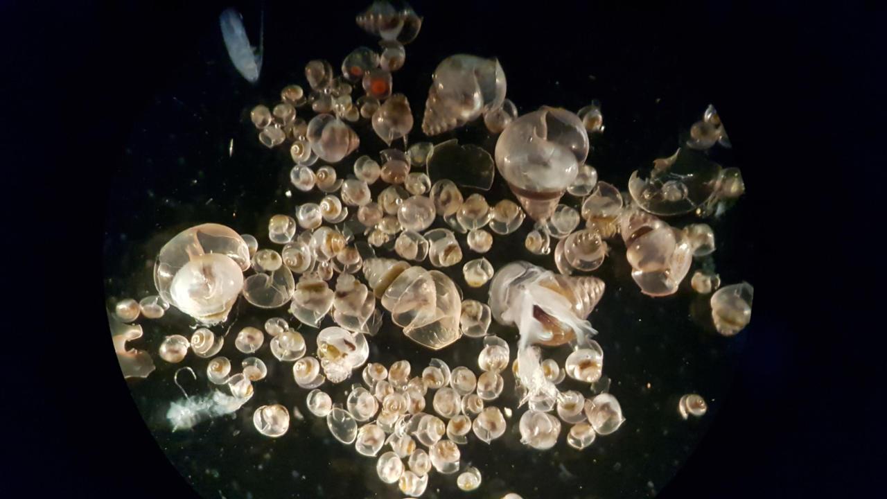 Live pteropods collected from the sea
