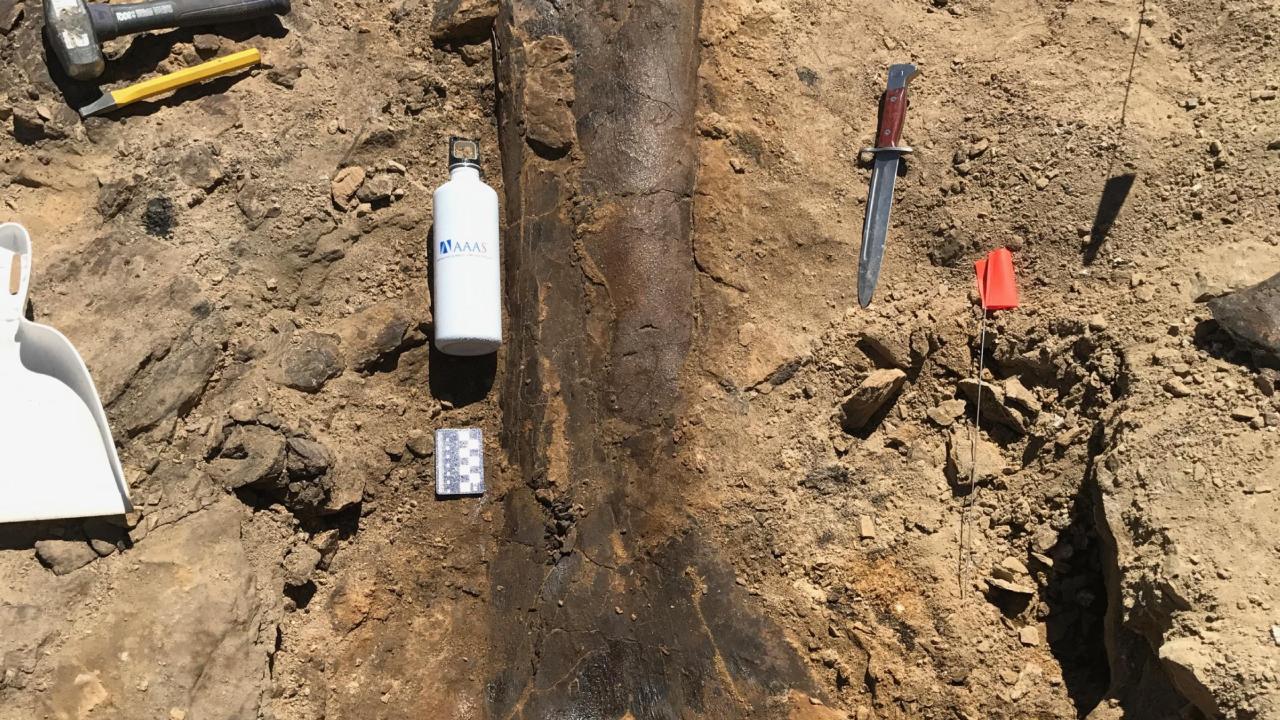 Fossielen bij de Jurassic Mile