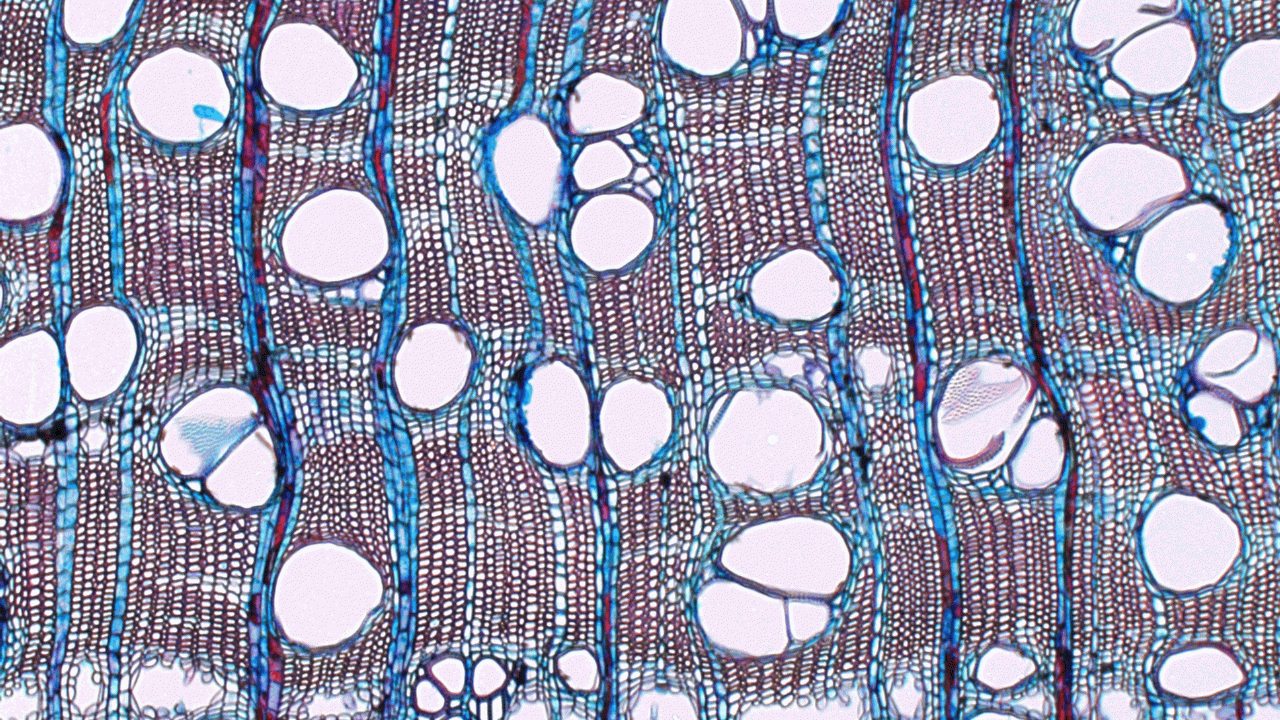 wood section - Shorea pauciflora