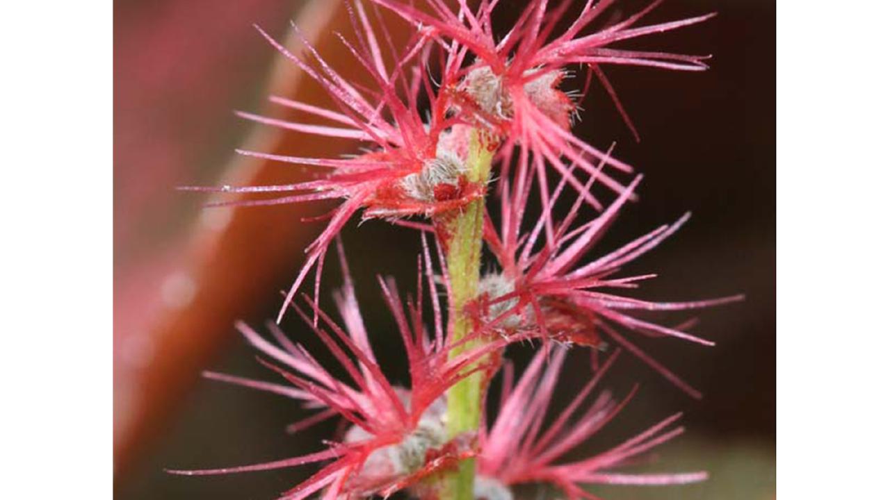Acalypha wilkesiana