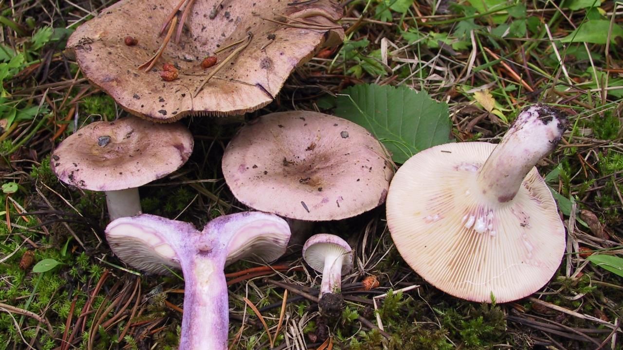 Lactarius montanus - Rocky mountains, USA