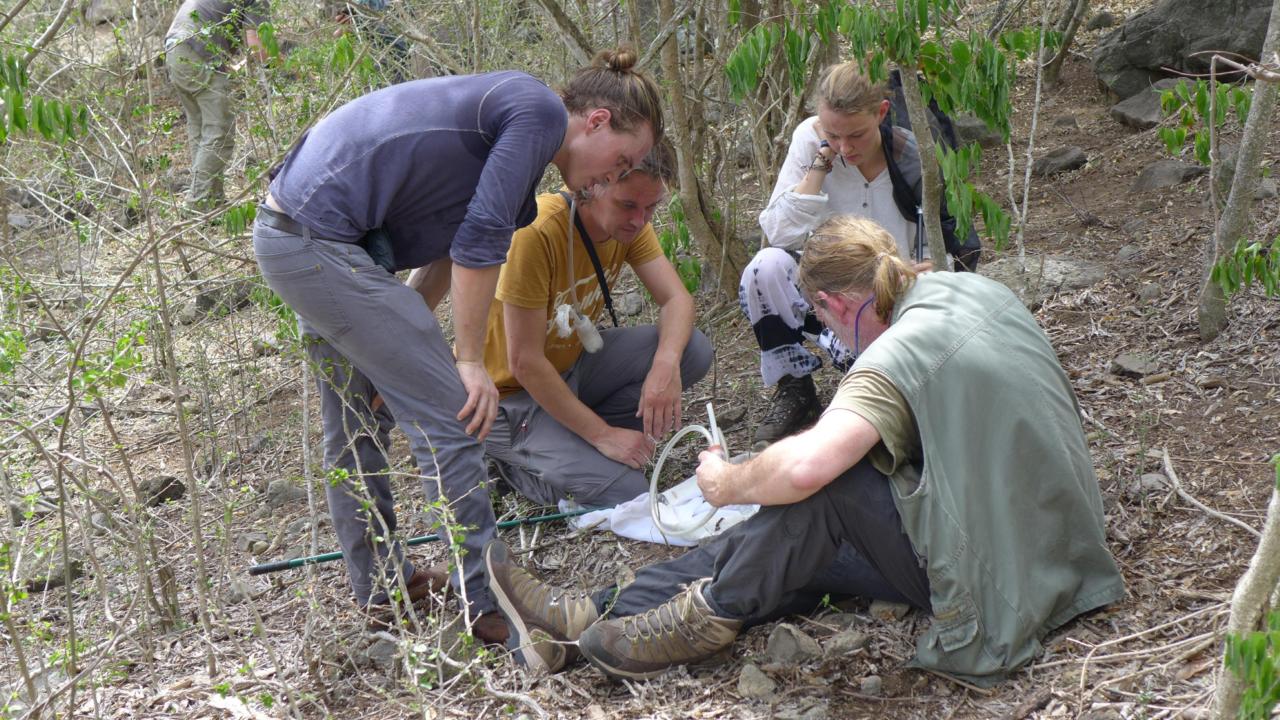 Students and researchers conducting an inventory of the Caribbean island of Sint Eustatius.