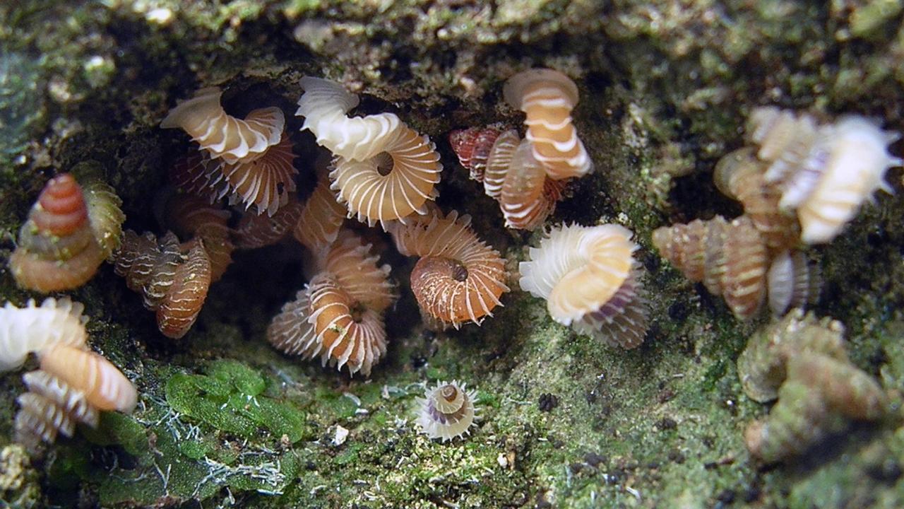 Plectostoma microsnails from Borneo.