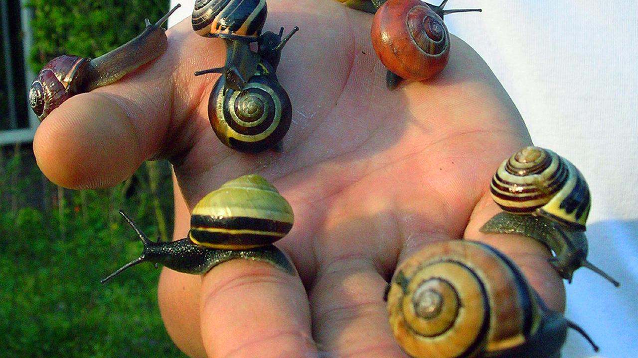Different colour forms of the nail Cepaea nemoralis